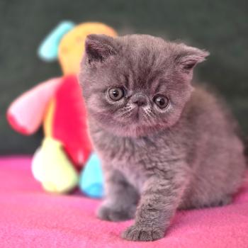 chaton Exotic Shorthair blue B... Chatterie Katzarolli