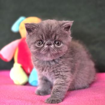 chaton Exotic Shorthair blue B... Chatterie Katzarolli