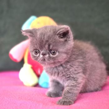 chaton Exotic Shorthair blue B... Chatterie Katzarolli