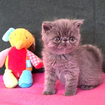 chaton Exotic Shorthair blue B... Chatterie Katzarolli