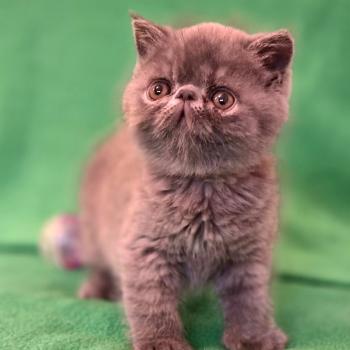 chaton Exotic Shorthair blue B... Chatterie Katzarolli