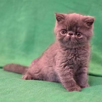 chaton Exotic Shorthair blue B... Chatterie Katzarolli