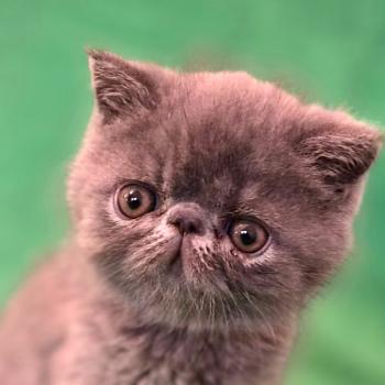 chaton Exotic Shorthair blue B... Chatterie Katzarolli