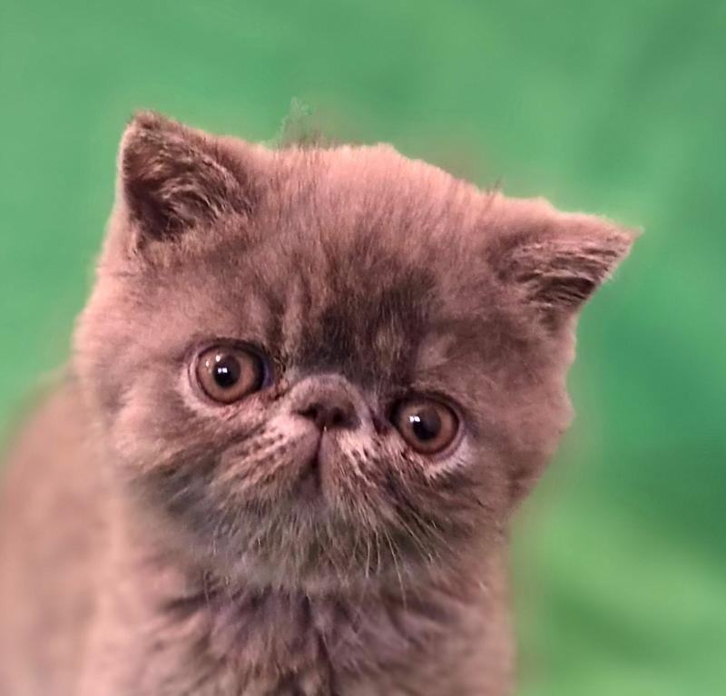 B... Mâle Exotic Shorthair