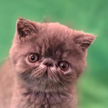 chaton Exotic Shorthair blue B... Chatterie Katzarolli