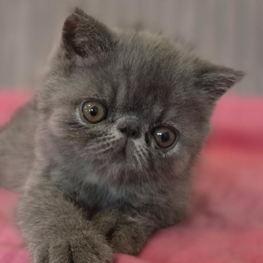 Barney Mâle Exotic Shorthair