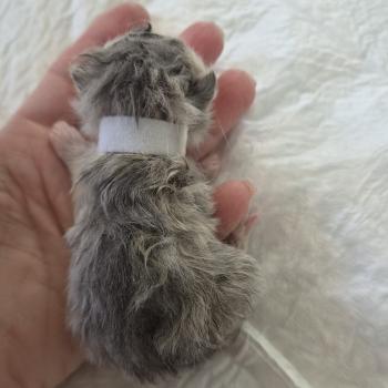 chaton Exotic Shorthair blue spotted tabby Collier blanc Chatterie Katzarolli