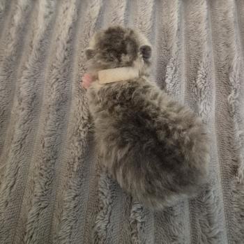 chaton Exotic Shorthair blue spotted tabby Collier blanc Chatterie Katzarolli