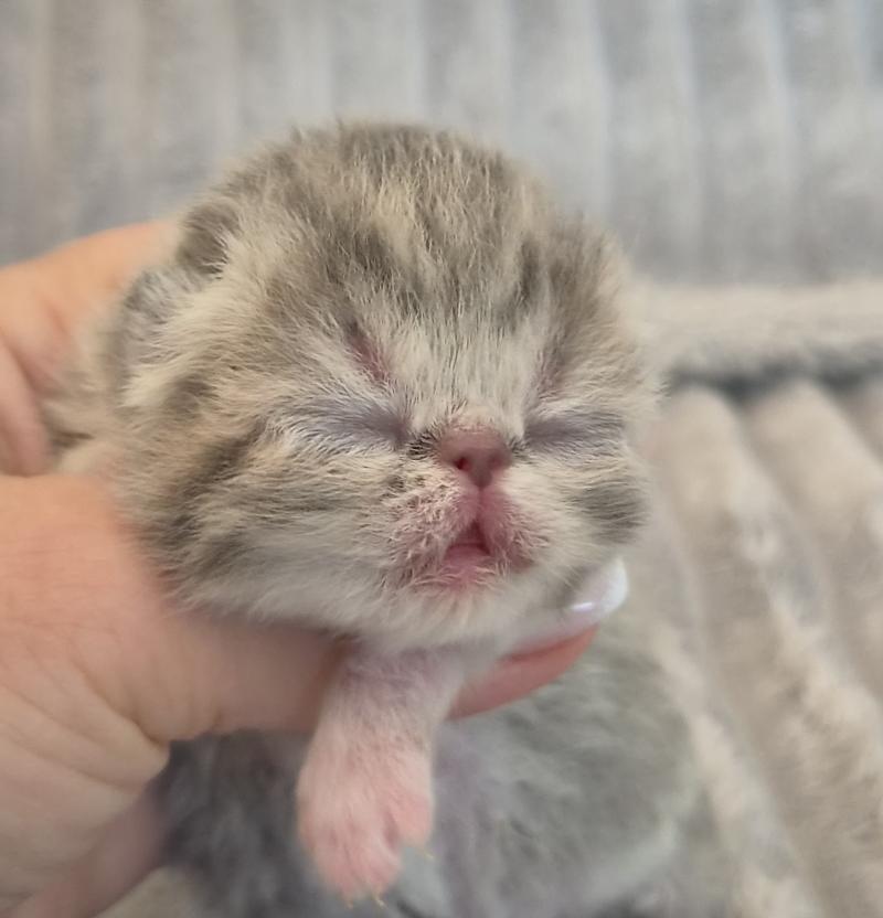 Collier blanc Femelle Exotic Shorthair