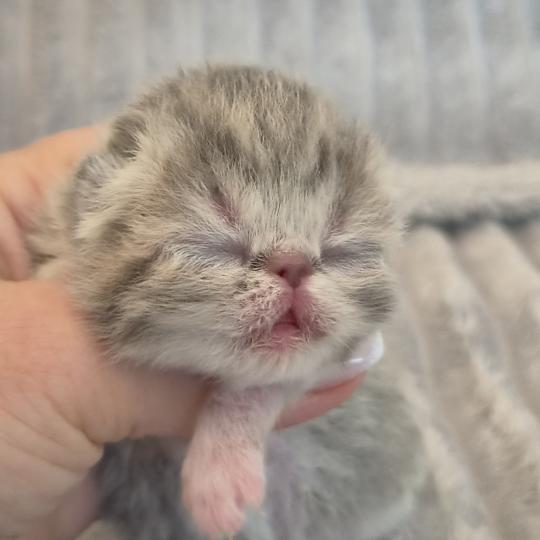 Collier blanc Femelle Exotic Shorthair