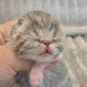 chaton Exotic Shorthair blue spotted tabby Collier blanc Chatterie Katzarolli