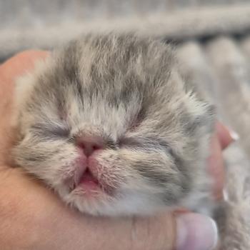 chaton Exotic Shorthair blue spotted tabby Collier blanc Chatterie Katzarolli