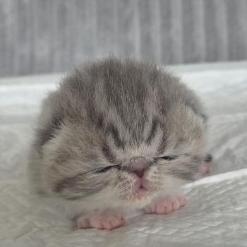 chaton Exotic Shorthair blue spotted tabby Collier blanc Chatterie Katzarolli