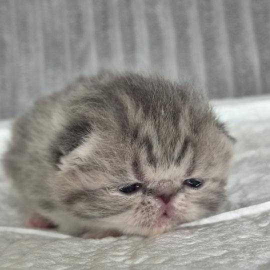 Collier blanc Femelle Exotic Shorthair