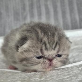 chaton Exotic Shorthair blue spotted tabby Collier blanc Chatterie Katzarolli