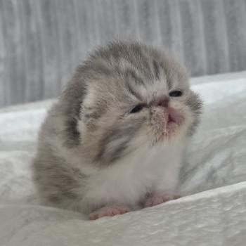 chaton Exotic Shorthair blue spotted tabby Collier blanc Chatterie Katzarolli