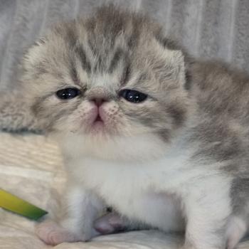 chaton Exotic Shorthair blue spotted tabby Collier blanc Chatterie Katzarolli
