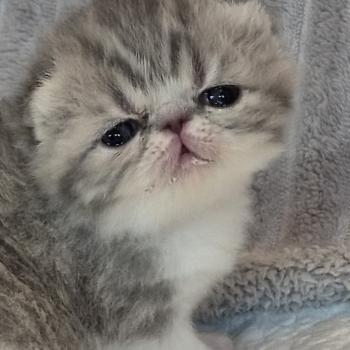 chaton Exotic Shorthair blue spotted tabby Collier blanc Chatterie Katzarolli