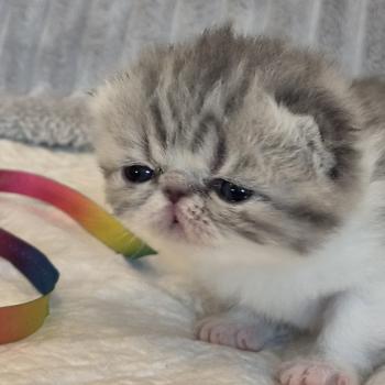 chaton Exotic Shorthair blue spotted tabby Collier blanc Chatterie Katzarolli