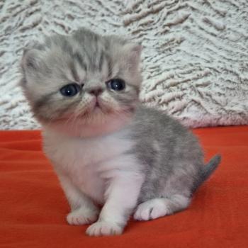 chaton Exotic Shorthair blue spotted tabby Collier blanc Chatterie Katzarolli