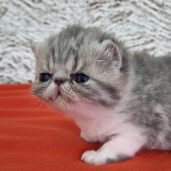 chaton Exotic Shorthair blue spotted tabby Collier blanc Chatterie Katzarolli
