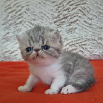 chaton Exotic Shorthair blue spotted tabby Collier blanc Chatterie Katzarolli