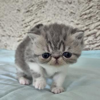 chaton Exotic Shorthair blue spotted tabby bicolor Collier blanc Chatterie Katzarolli
