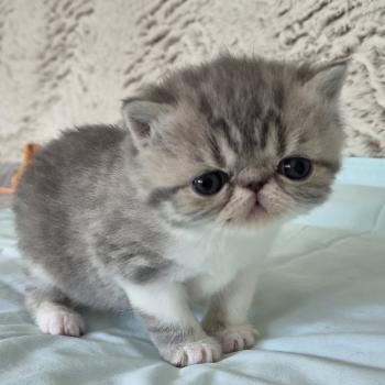 chaton Exotic Shorthair blue spotted tabby bicolor Collier blanc Chatterie Katzarolli