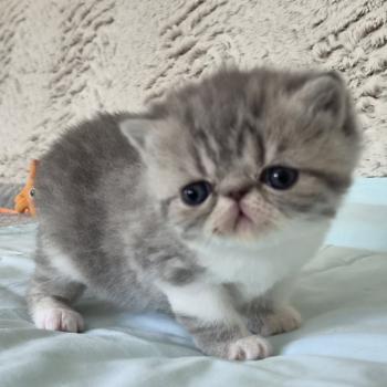 chaton Exotic Shorthair blue spotted tabby bicolor Collier blanc Chatterie Katzarolli