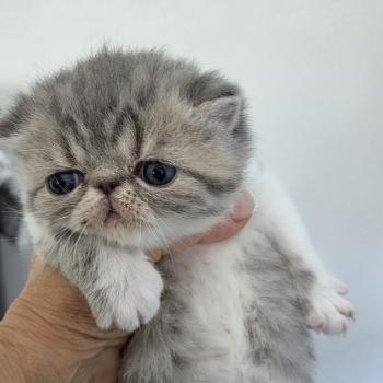chaton Exotic Shorthair blue spotted tabby bicolor Collier blanc Chatterie Katzarolli