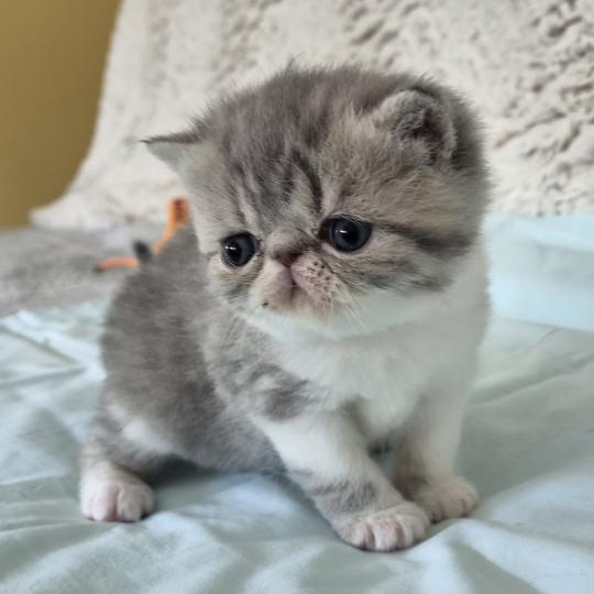 Collier blanc Femelle Exotic Shorthair