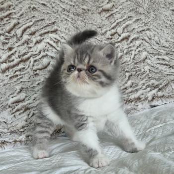 chaton Exotic Shorthair blue spotted tabby bicolor Collier blanc Chatterie Katzarolli