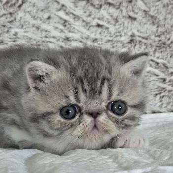chaton Exotic Shorthair blue spotted tabby bicolor Collier blanc Chatterie Katzarolli