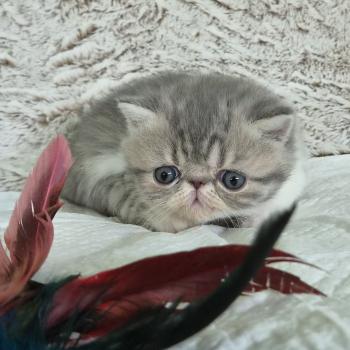 chaton Exotic Shorthair blue spotted tabby bicolor Collier blanc Chatterie Katzarolli