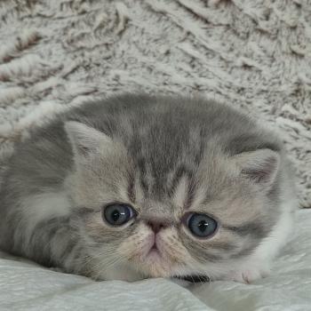 chaton Exotic Shorthair blue spotted tabby bicolor Collier blanc Chatterie Katzarolli