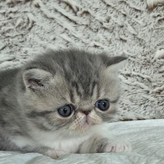 B... Femelle Exotic Shorthair