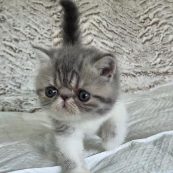 chaton Exotic Shorthair blue spotted tabby bicolor Collier blanc Chatterie Katzarolli