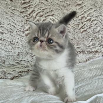 chaton Exotic Shorthair blue spotted tabby bicolor Collier blanc Chatterie Katzarolli