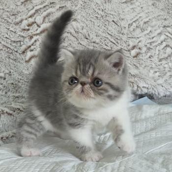 chaton Exotic Shorthair blue spotted tabby bicolor Collier blanc Chatterie Katzarolli