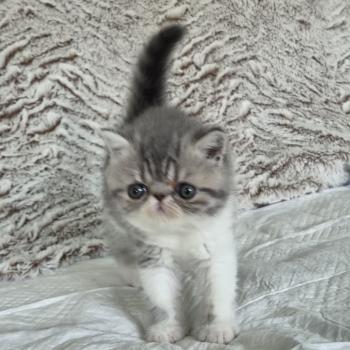 chaton Exotic Shorthair blue spotted tabby bicolor Collier blanc Chatterie Katzarolli