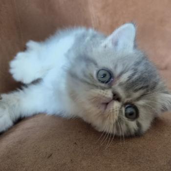 chaton Exotic Shorthair blue spotted tabby bicolor B... Chatterie Katzarolli