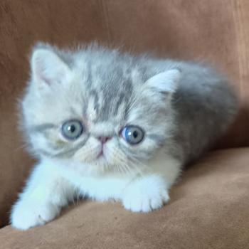 chaton Exotic Shorthair blue spotted tabby bicolor B... Chatterie Katzarolli