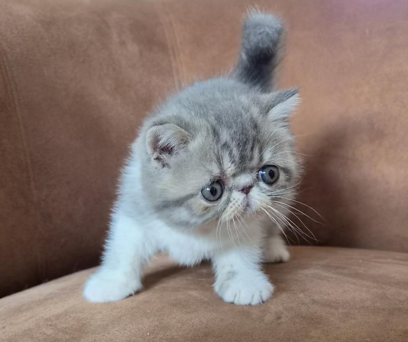 Balzac Femelle Exotic Shorthair