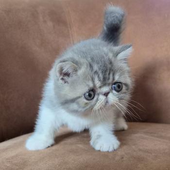 chaton Exotic Shorthair blue spotted tabby bicolor B... Chatterie Katzarolli