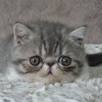 chaton Exotic Shorthair blue spotted tabby bicolor Balzac Chatterie Katzarolli