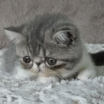 chaton Exotic Shorthair blue spotted tabby bicolor Balzac Chatterie Katzarolli