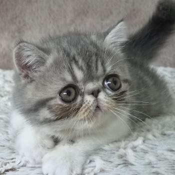 chaton Exotic Shorthair blue spotted tabby bicolor Balzac Chatterie Katzarolli