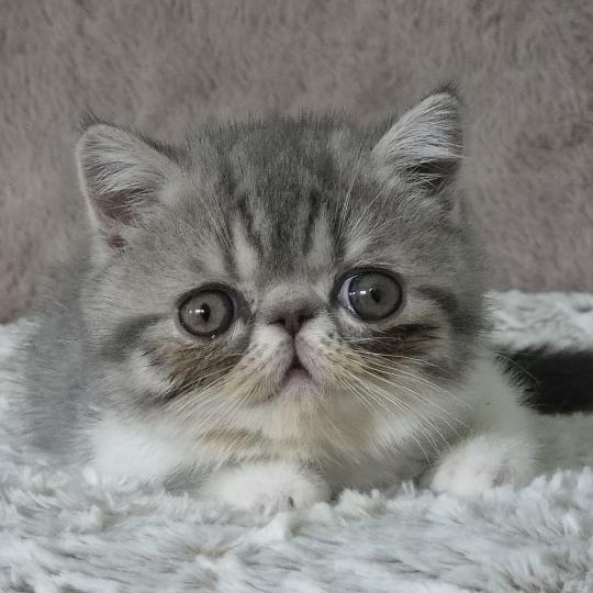 Balzac Femelle Exotic Shorthair