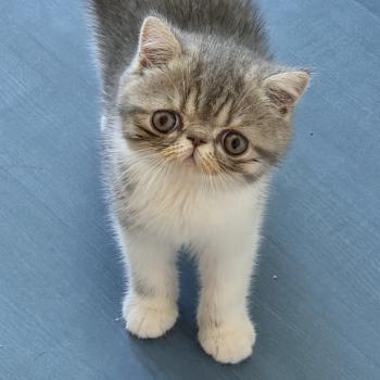 chaton Exotic Shorthair blue spotted tabby bicolor Balzac Chatterie Katzarolli