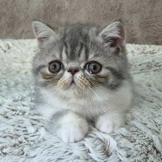Balzac Femelle Exotic Shorthair